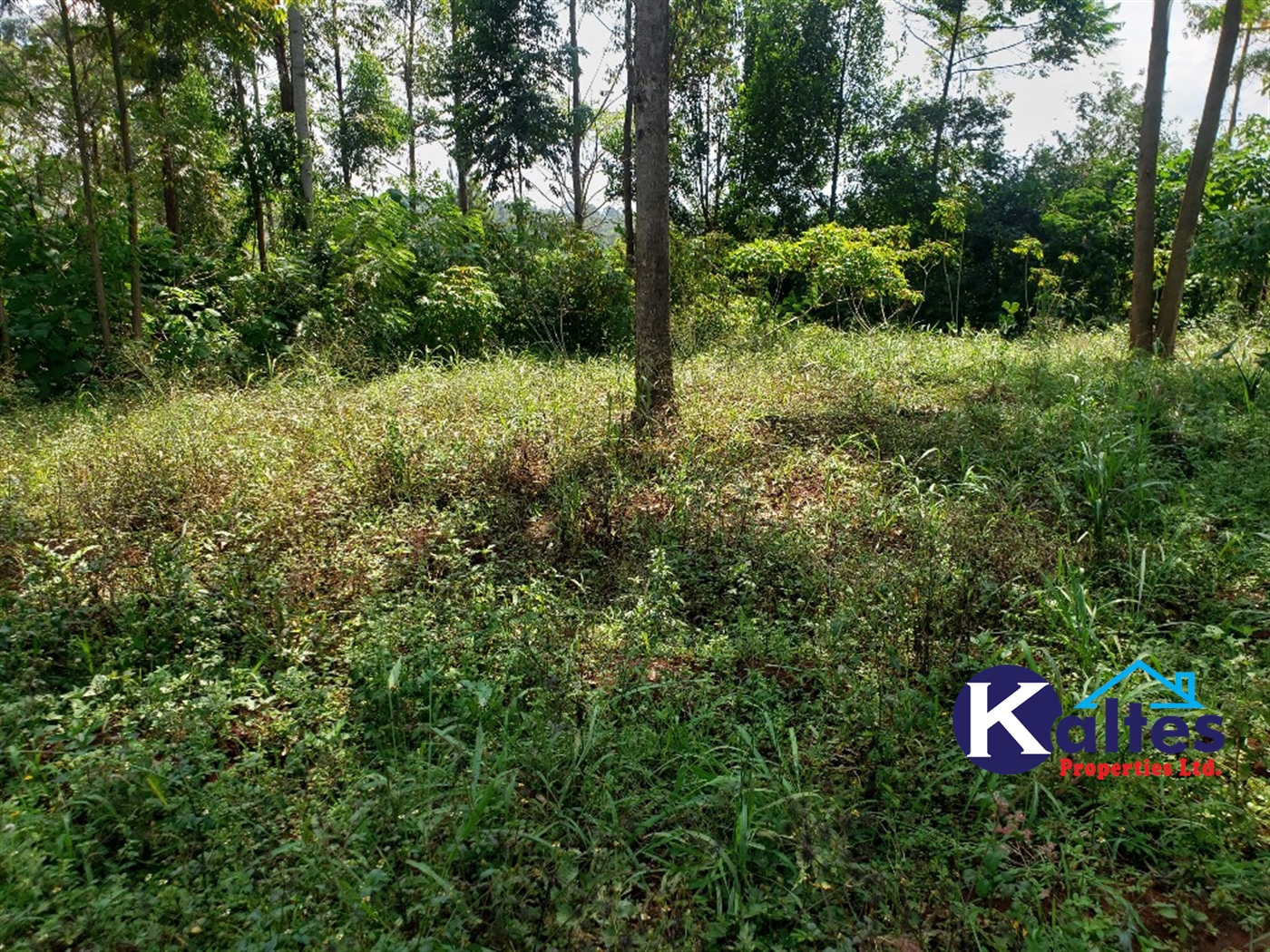 Agricultural Land for sale in Buyikwe Buyikwe