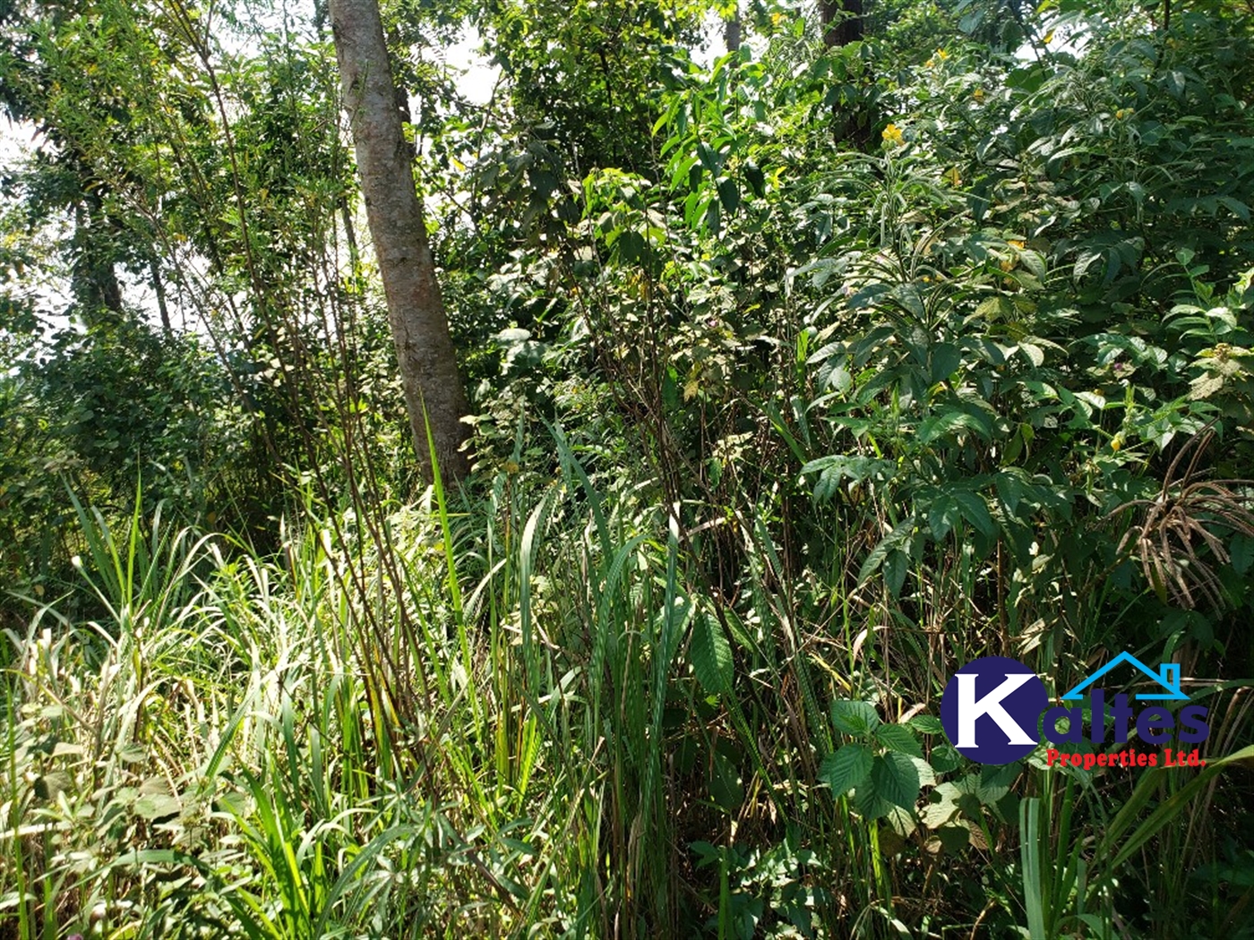 Agricultural Land for sale in Buyikwe Buyikwe