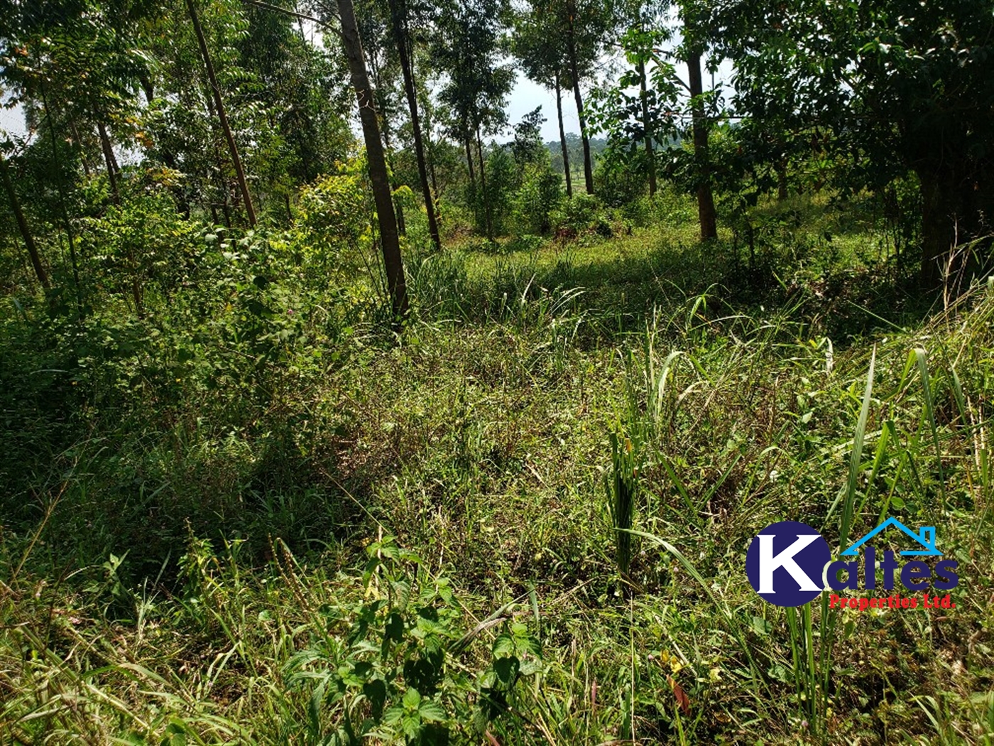 Agricultural Land for sale in Buyikwe Buyikwe