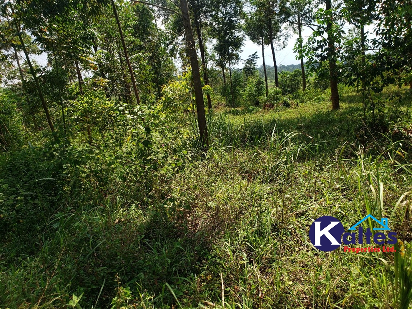 Agricultural Land for sale in Buyikwe Buyikwe