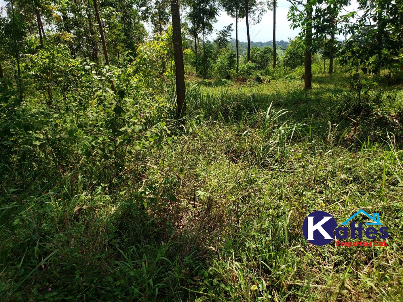 Agricultural Land for sale in Buyikwe Buyikwe