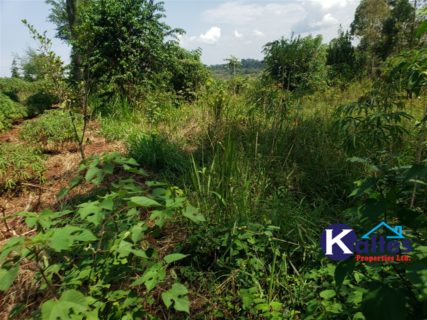 Agricultural Land for sale in Buyikwe Buyikwe