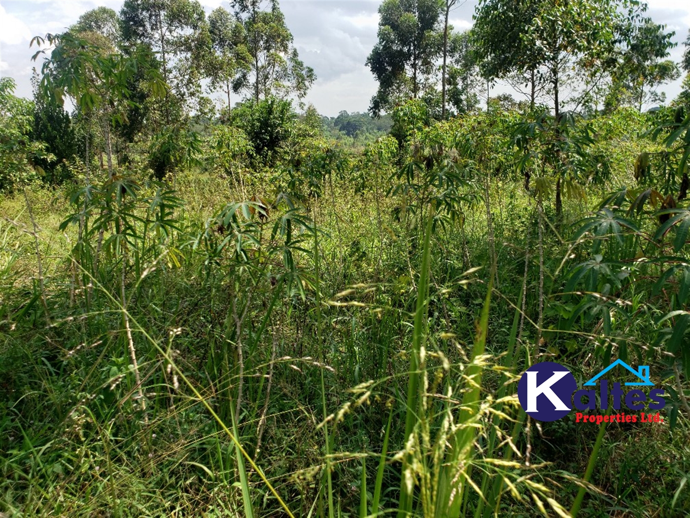 Agricultural Land for sale in Buyikwe Buyikwe