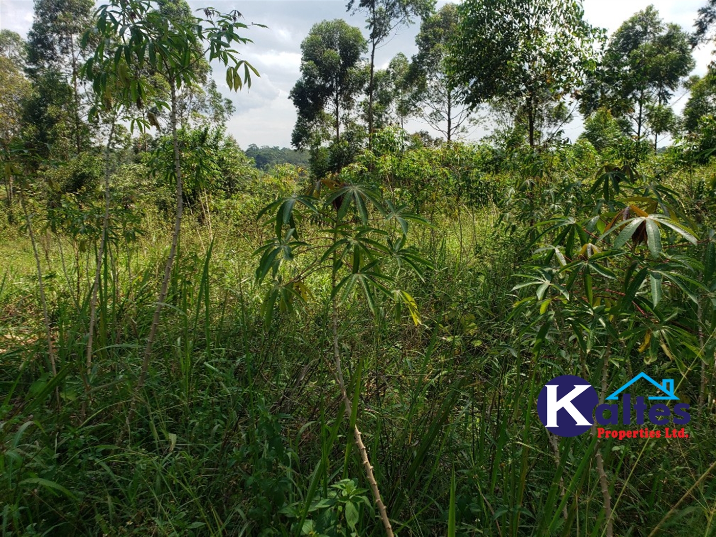 Agricultural Land for sale in Buyikwe Buyikwe