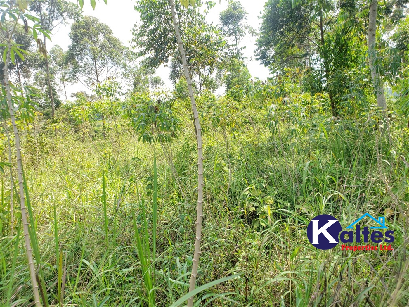 Agricultural Land for sale in Buyikwe Buyikwe