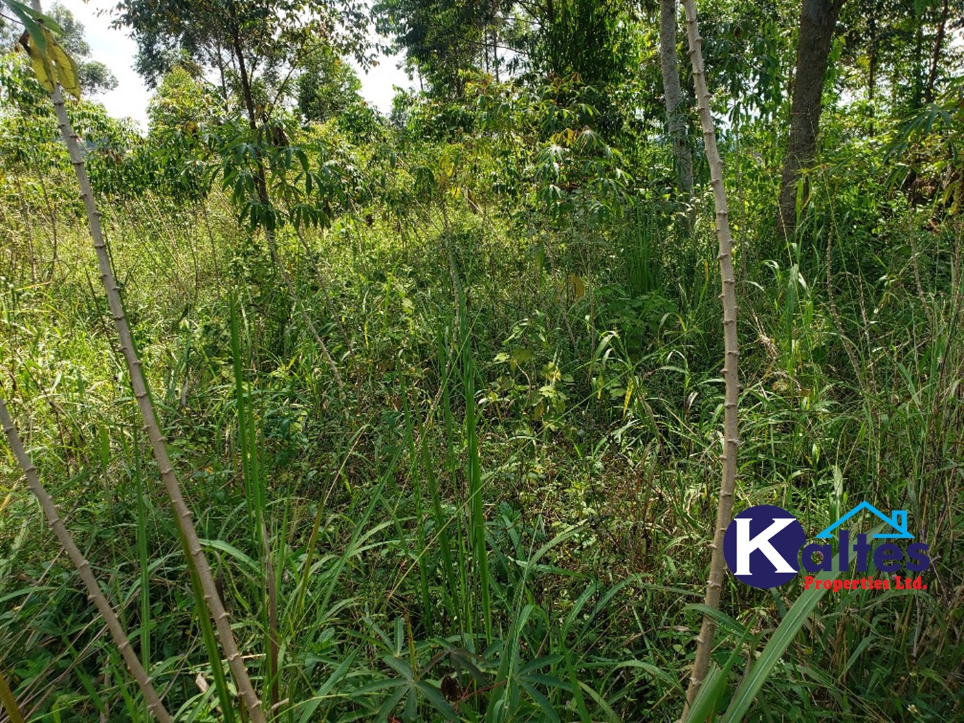 Agricultural Land for sale in Buyikwe Buyikwe