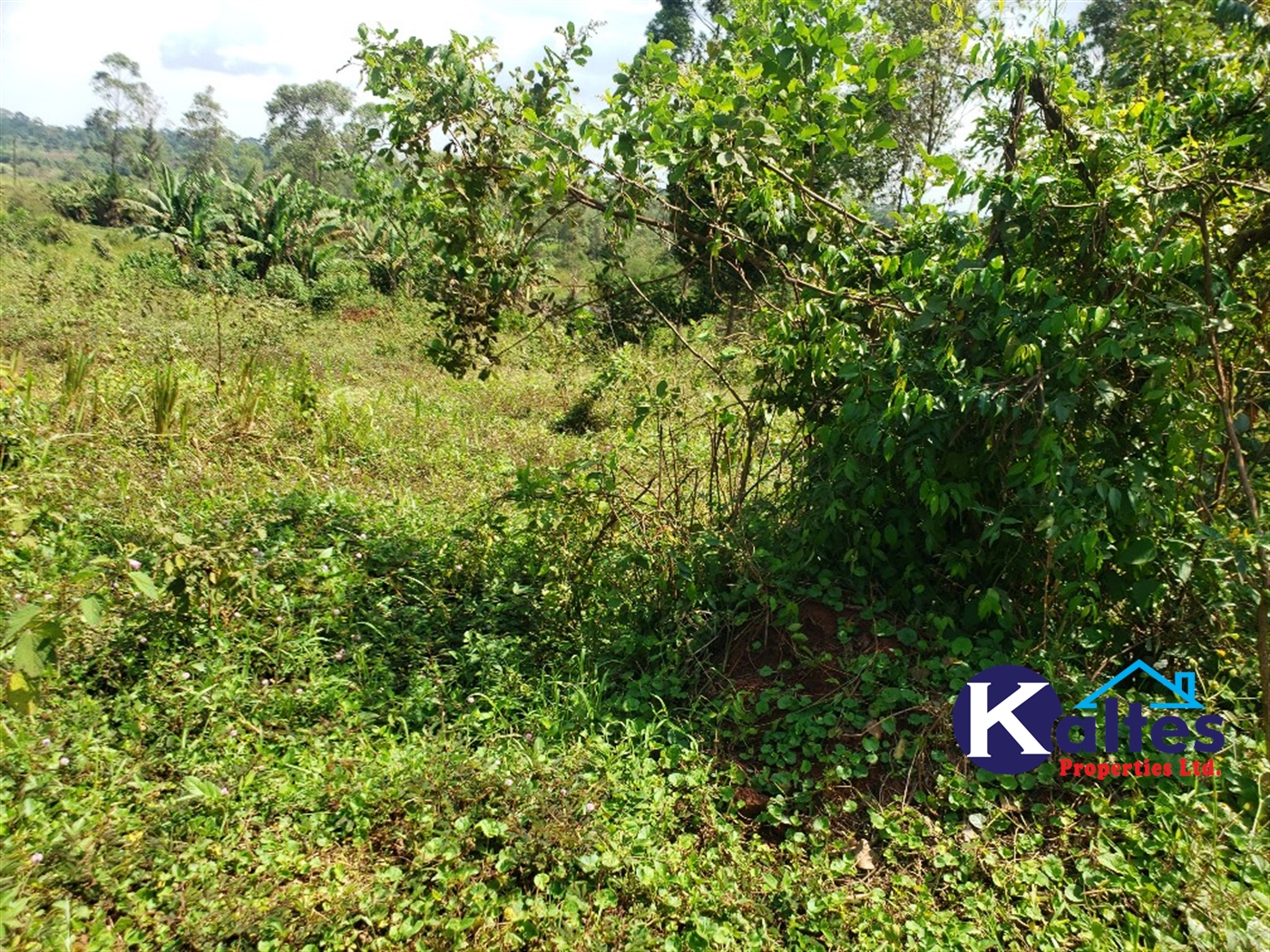 Agricultural Land for sale in Buyikwe Buyikwe