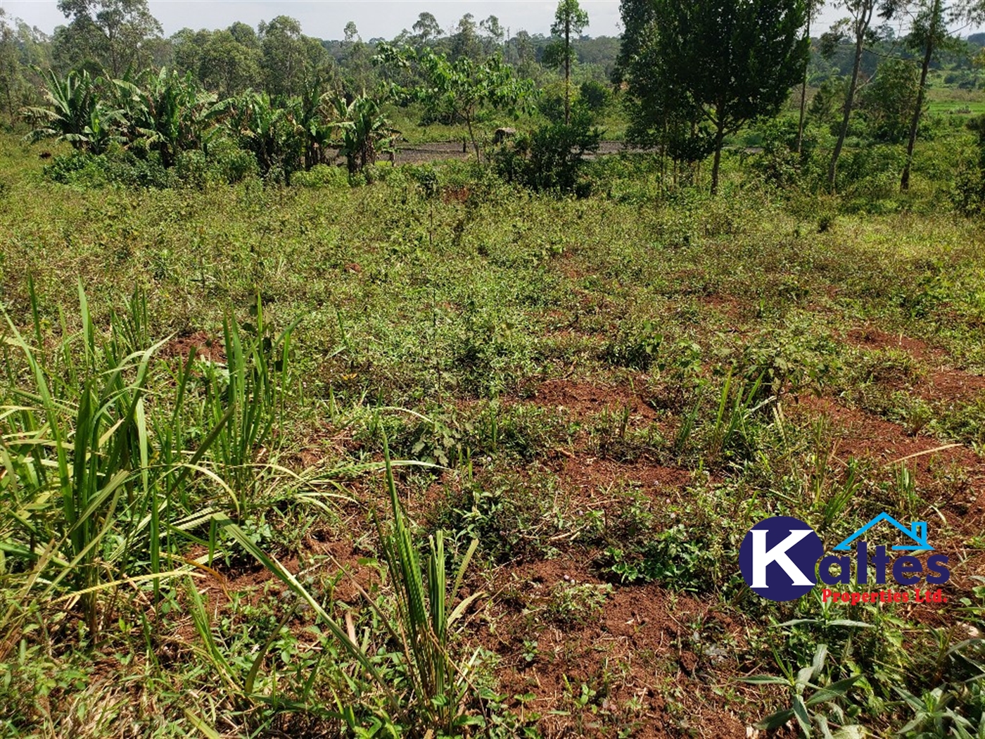 Agricultural Land for sale in Buyikwe Buyikwe