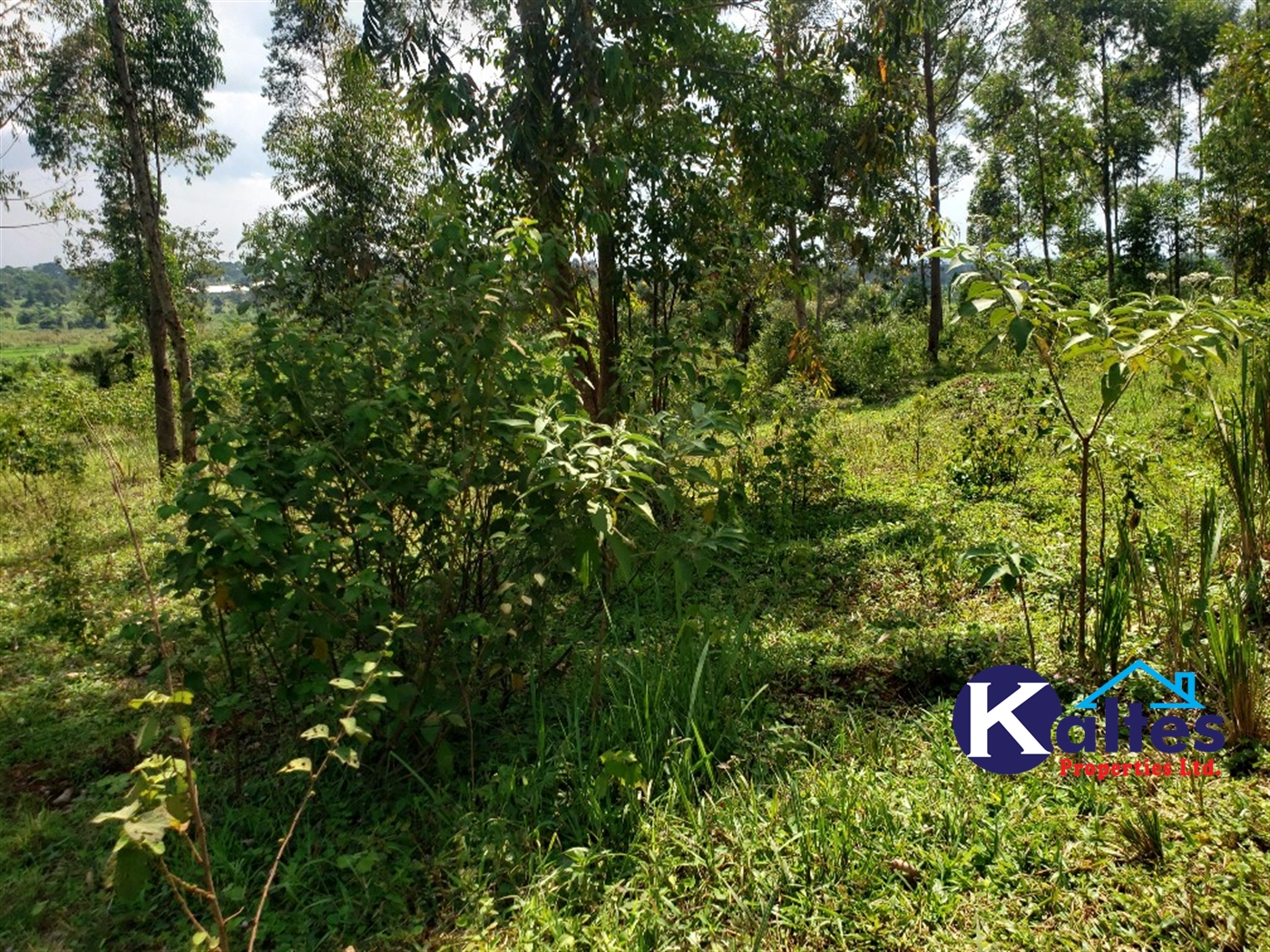 Agricultural Land for sale in Buyikwe Buyikwe