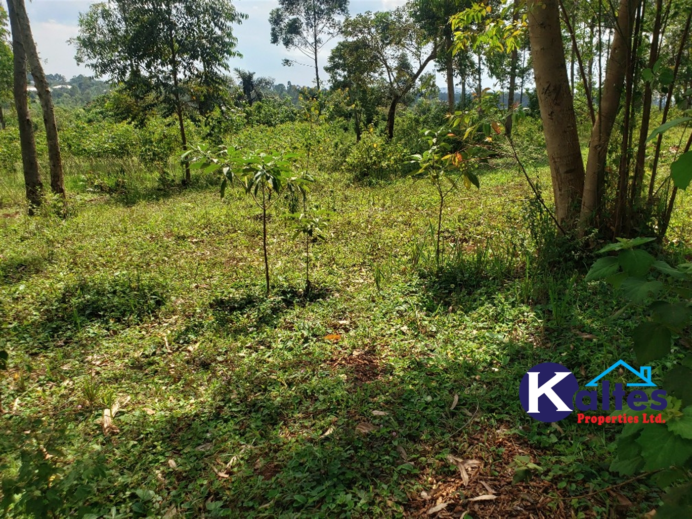 Agricultural Land for sale in Buyikwe Buyikwe