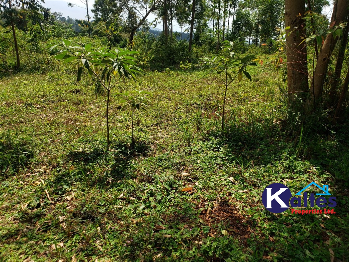 Agricultural Land for sale in Buyikwe Buyikwe