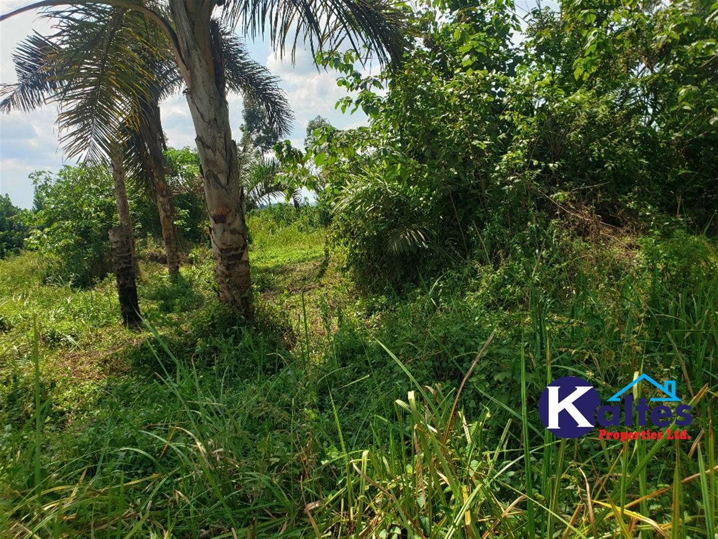 Agricultural Land for sale in Buyikwe Buyikwe