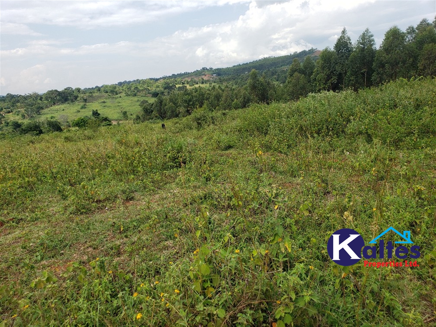 Agricultural Land for sale in Buyikwe Buyikwe