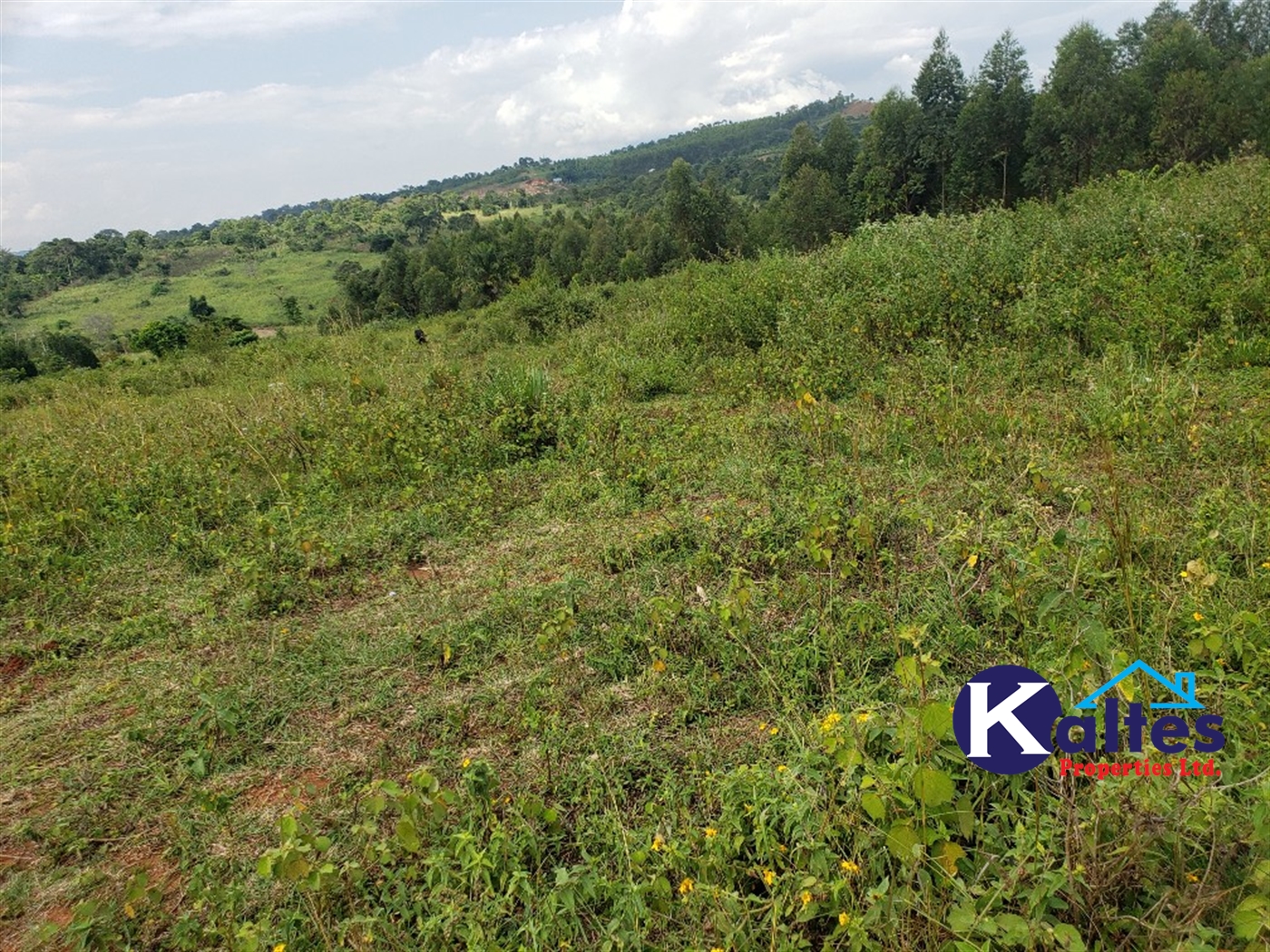 Agricultural Land for sale in Buyikwe Buyikwe