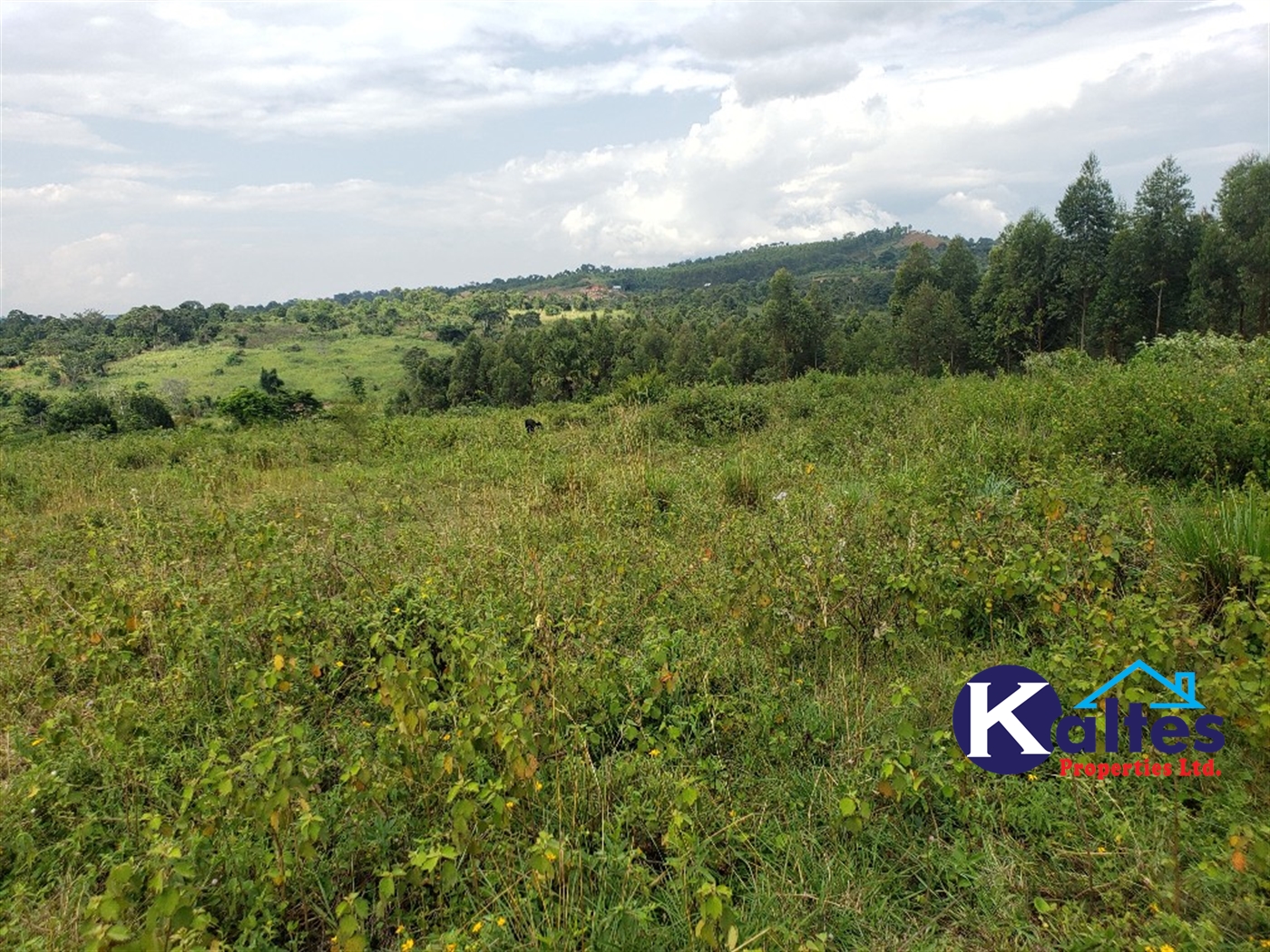 Agricultural Land for sale in Buyikwe Buyikwe