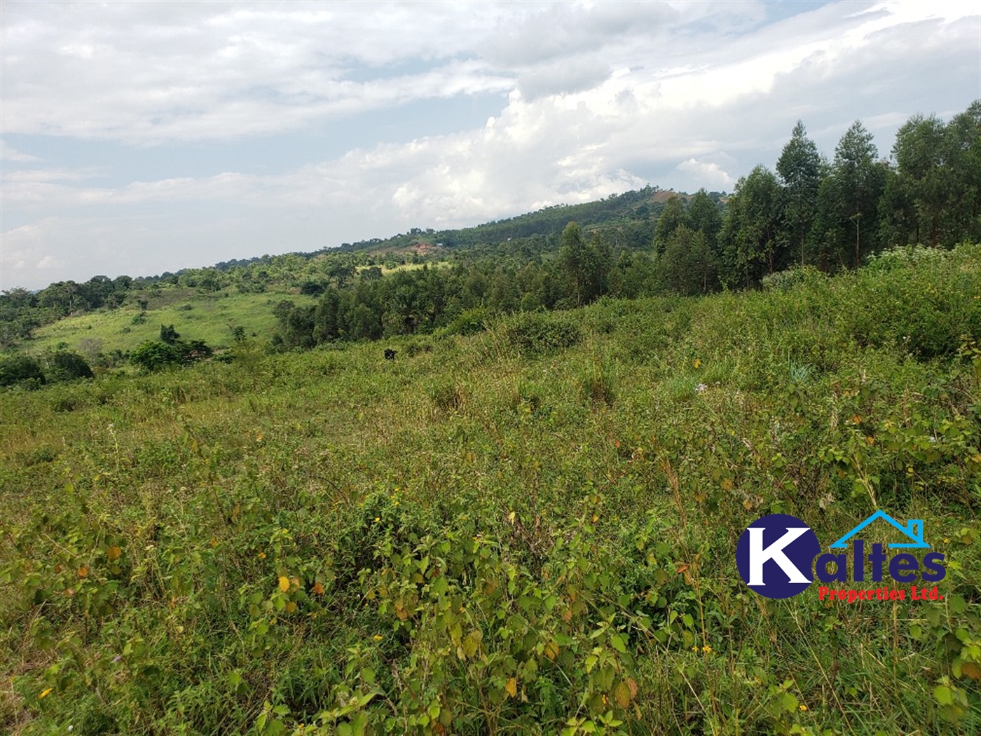 Agricultural Land for sale in Buyikwe Buyikwe