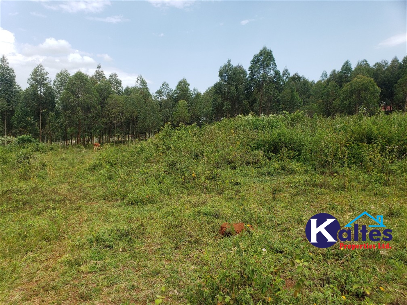 Agricultural Land for sale in Buyikwe Buyikwe