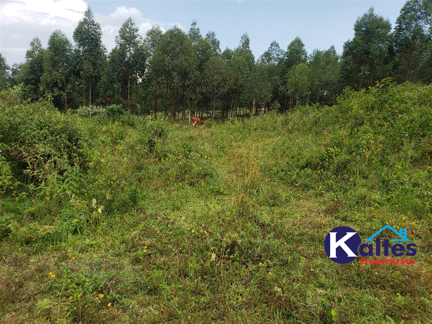 Agricultural Land for sale in Buyikwe Buyikwe