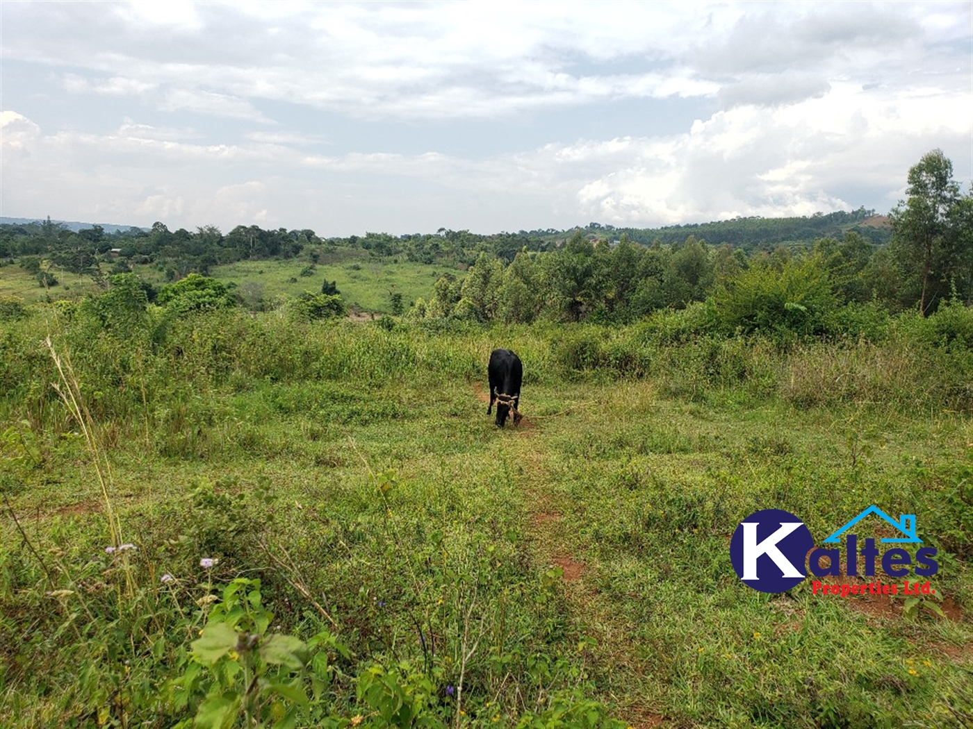 Agricultural Land for sale in Buyikwe Buyikwe