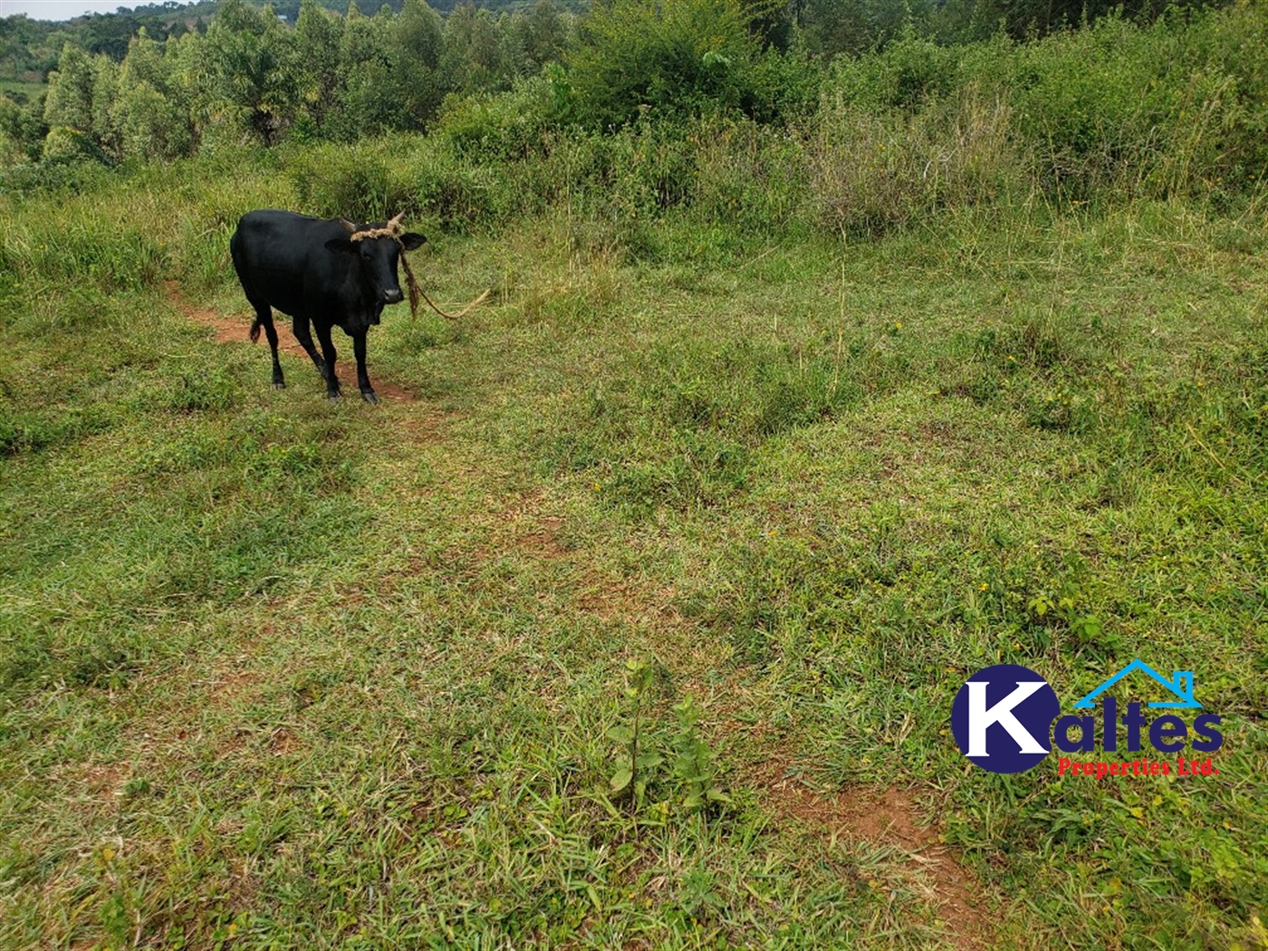 Agricultural Land for sale in Buyikwe Buyikwe