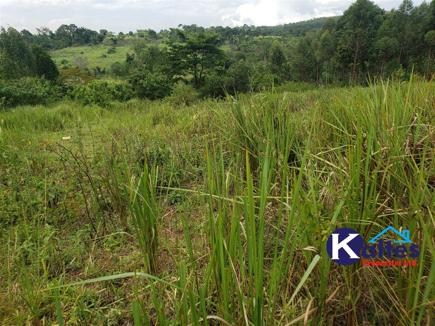 Agricultural Land for sale in Buyikwe Buyikwe