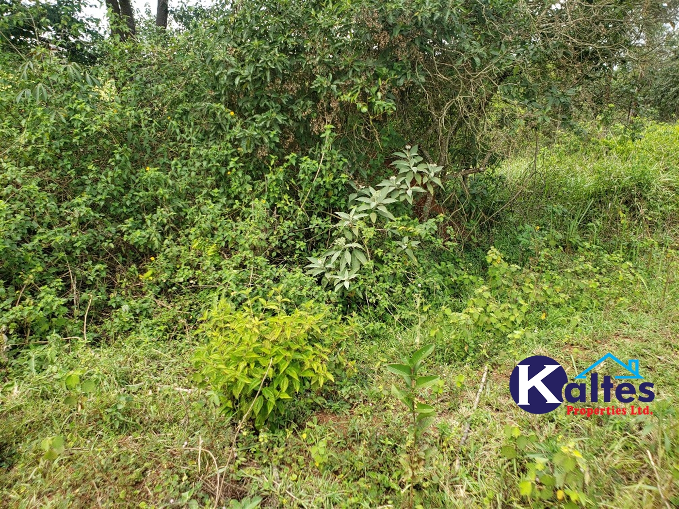 Agricultural Land for sale in Buyikwe Buyikwe