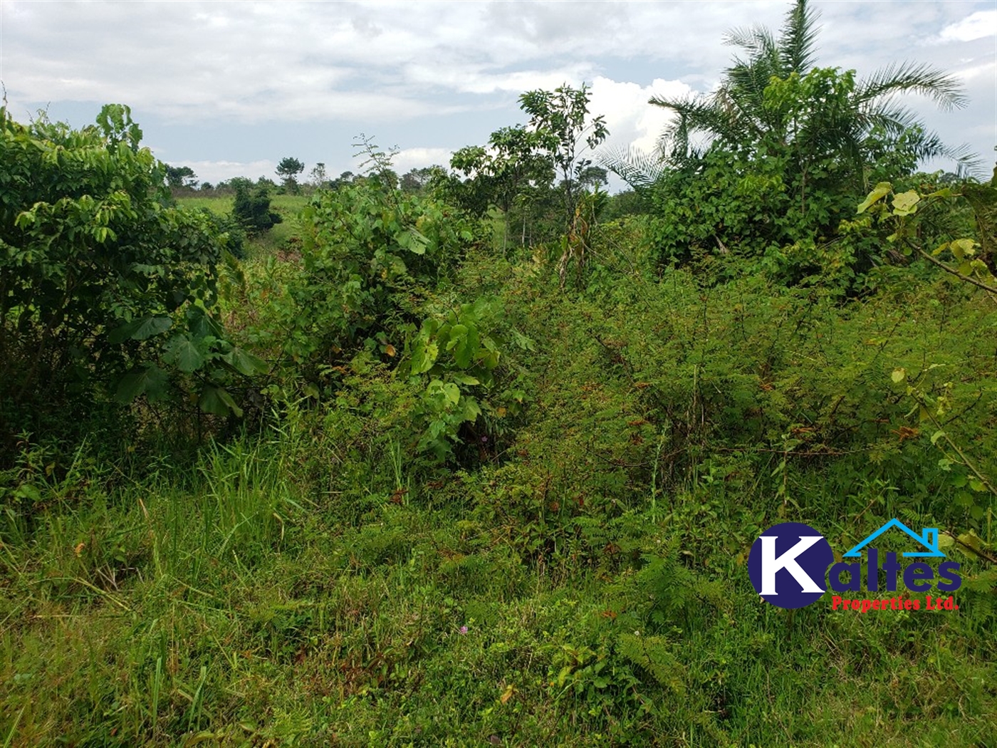 Agricultural Land for sale in Buyikwe Buyikwe