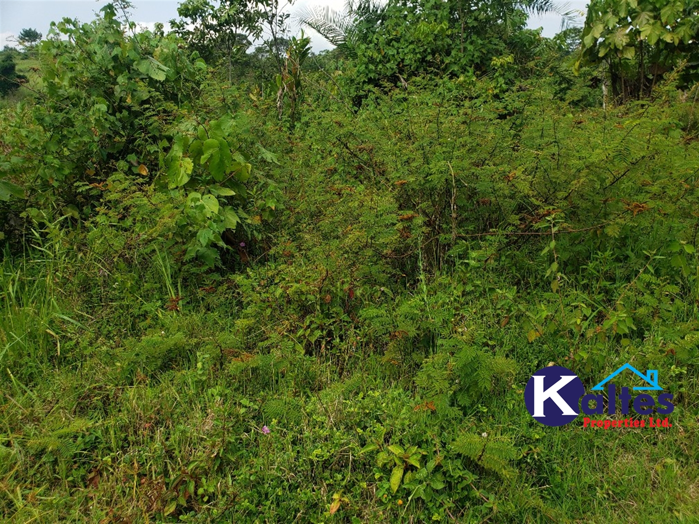 Agricultural Land for sale in Buyikwe Buyikwe