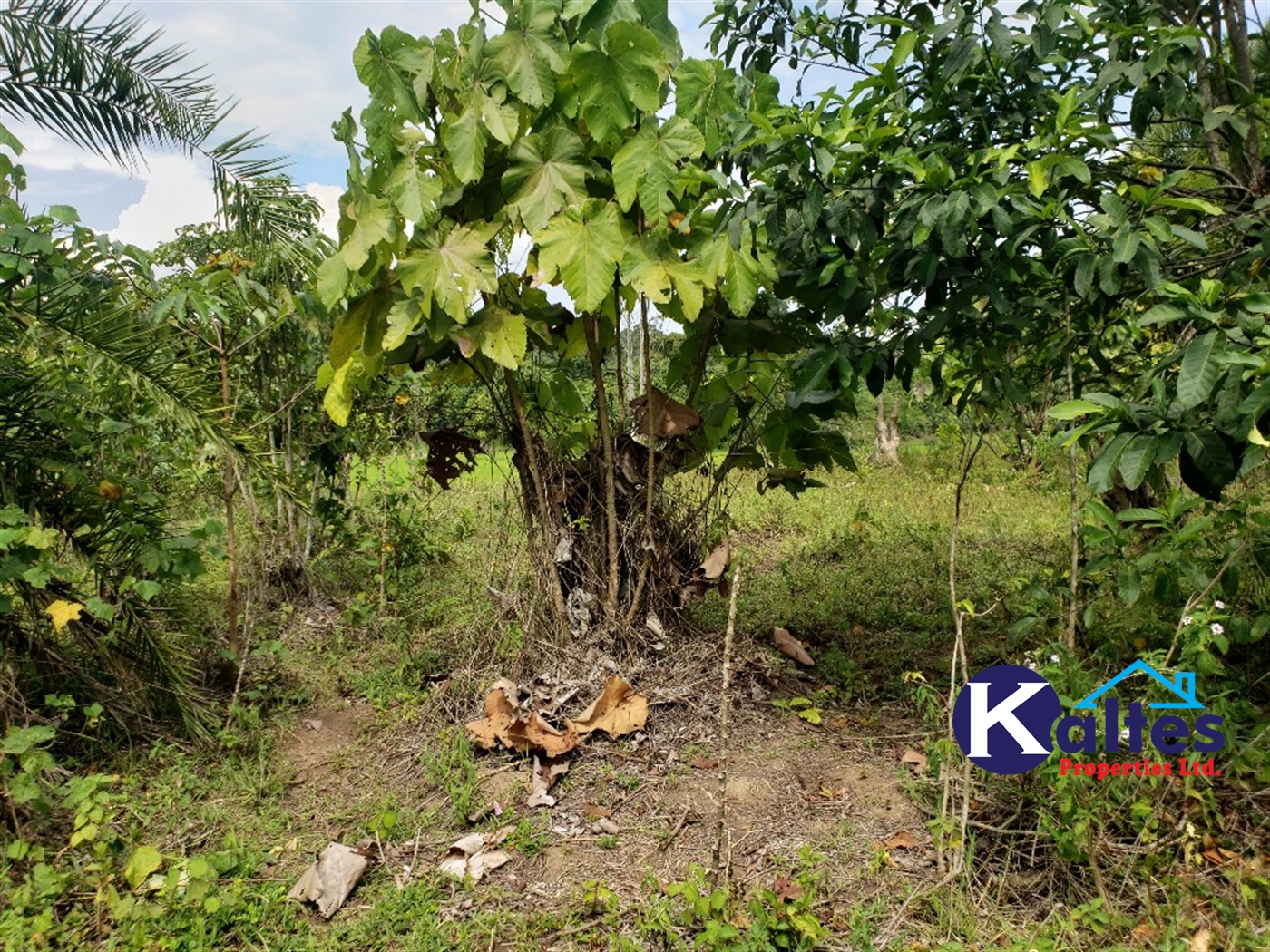 Agricultural Land for sale in Buyikwe Buyikwe