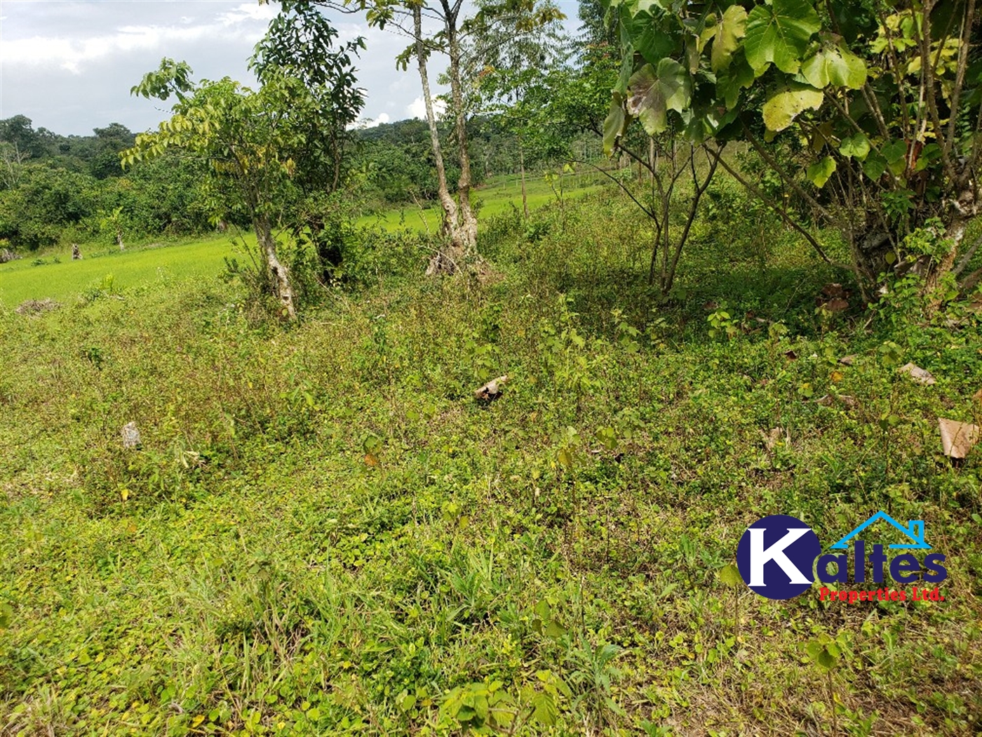 Agricultural Land for sale in Buyikwe Buyikwe