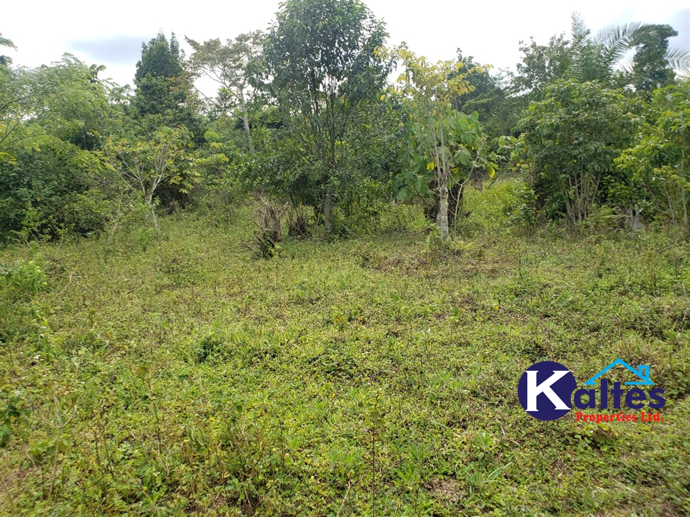 Agricultural Land for sale in Buyikwe Buyikwe