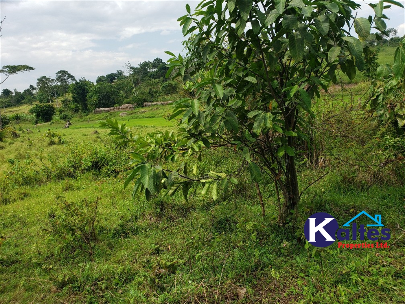 Agricultural Land for sale in Buyikwe Buyikwe