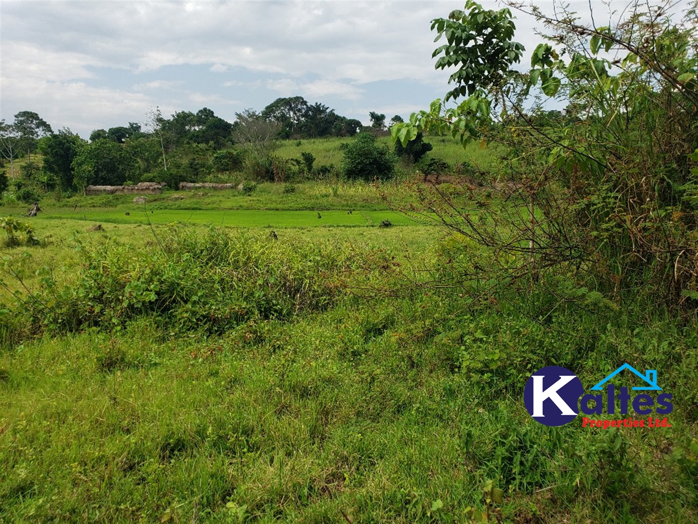 Agricultural Land for sale in Buyikwe Buyikwe