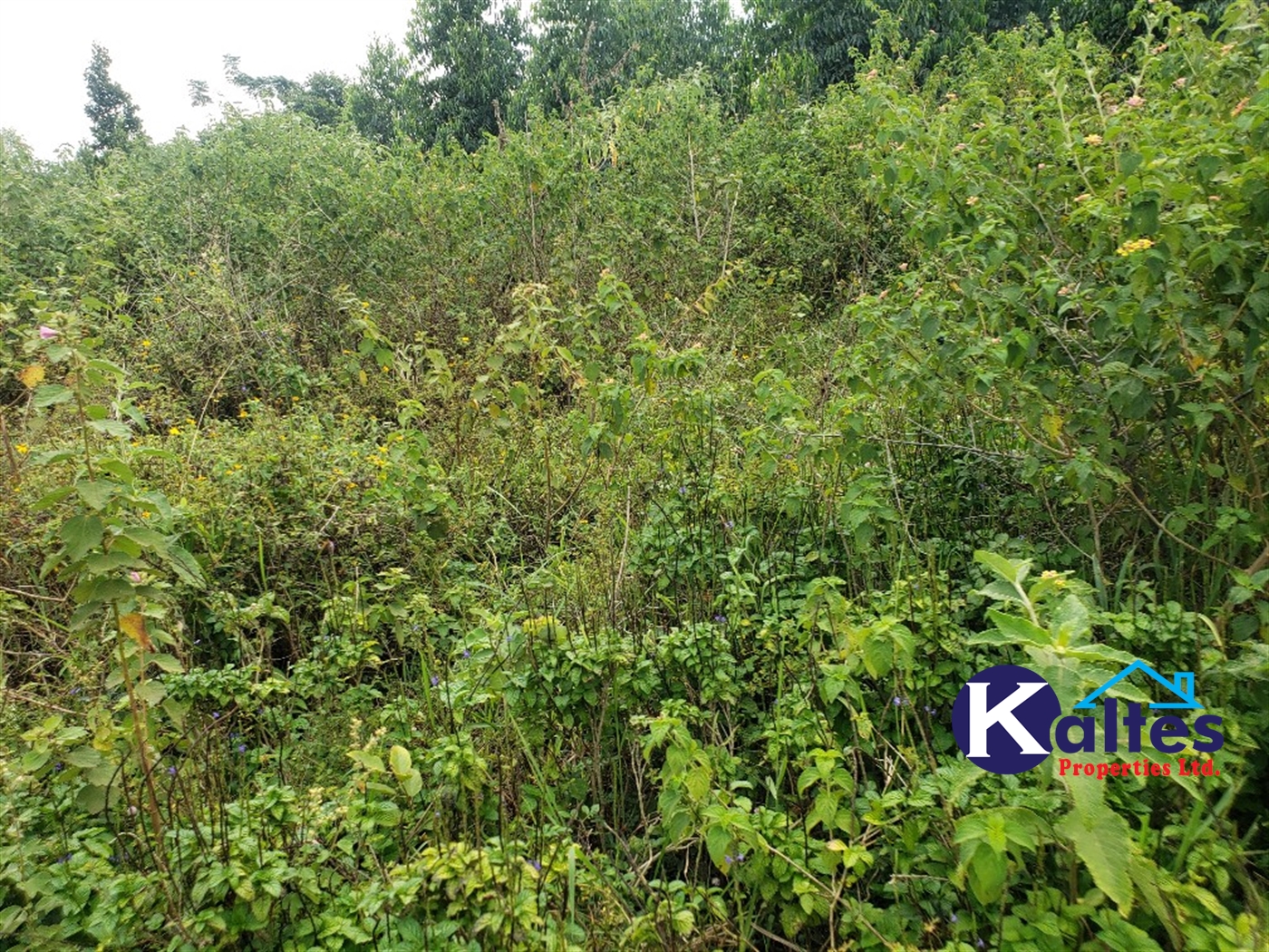 Agricultural Land for sale in Kisoga Mukono