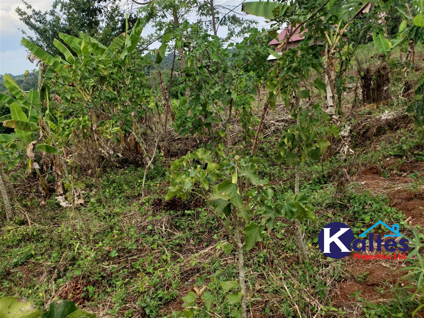 Agricultural Land for sale in Kisoga Mukono