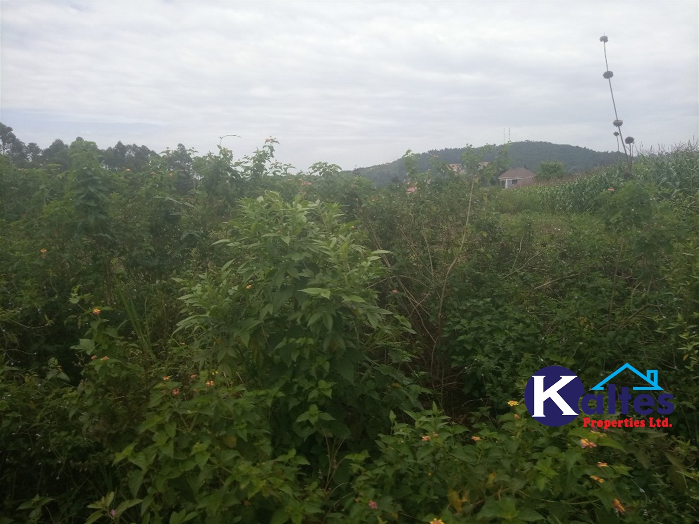 Agricultural Land for sale in Kisoga Mukono