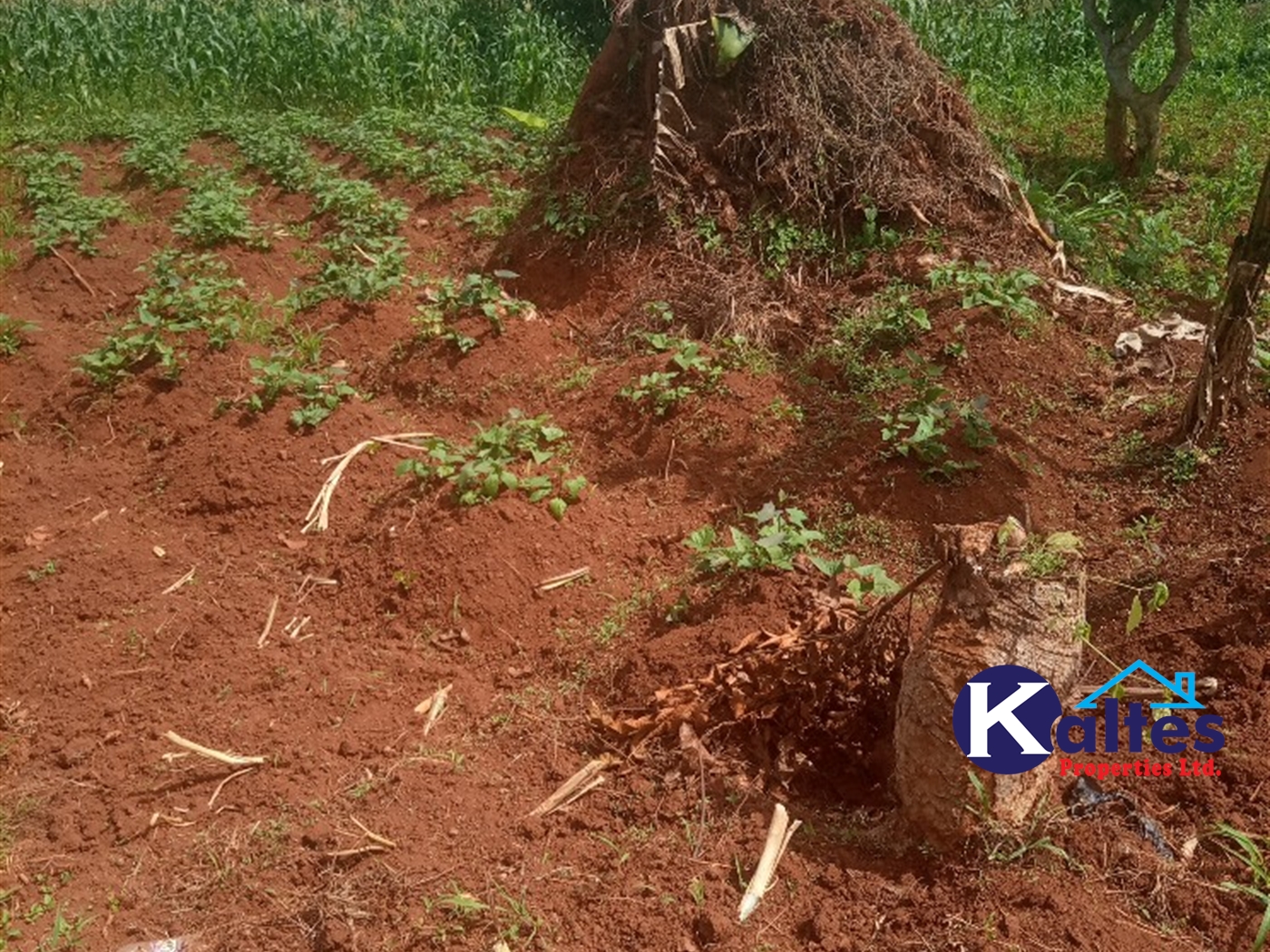 Agricultural Land for sale in Kisoga Mukono