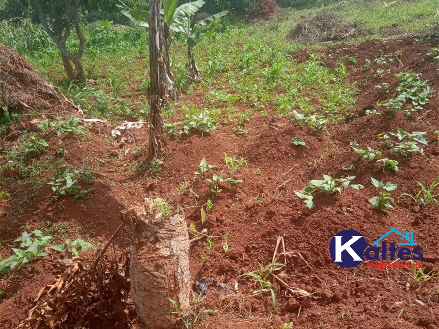 Agricultural Land for sale in Kisoga Mukono