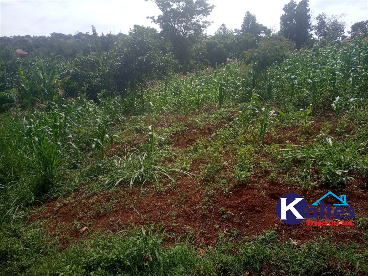 Agricultural Land for sale in Kisoga Mukono