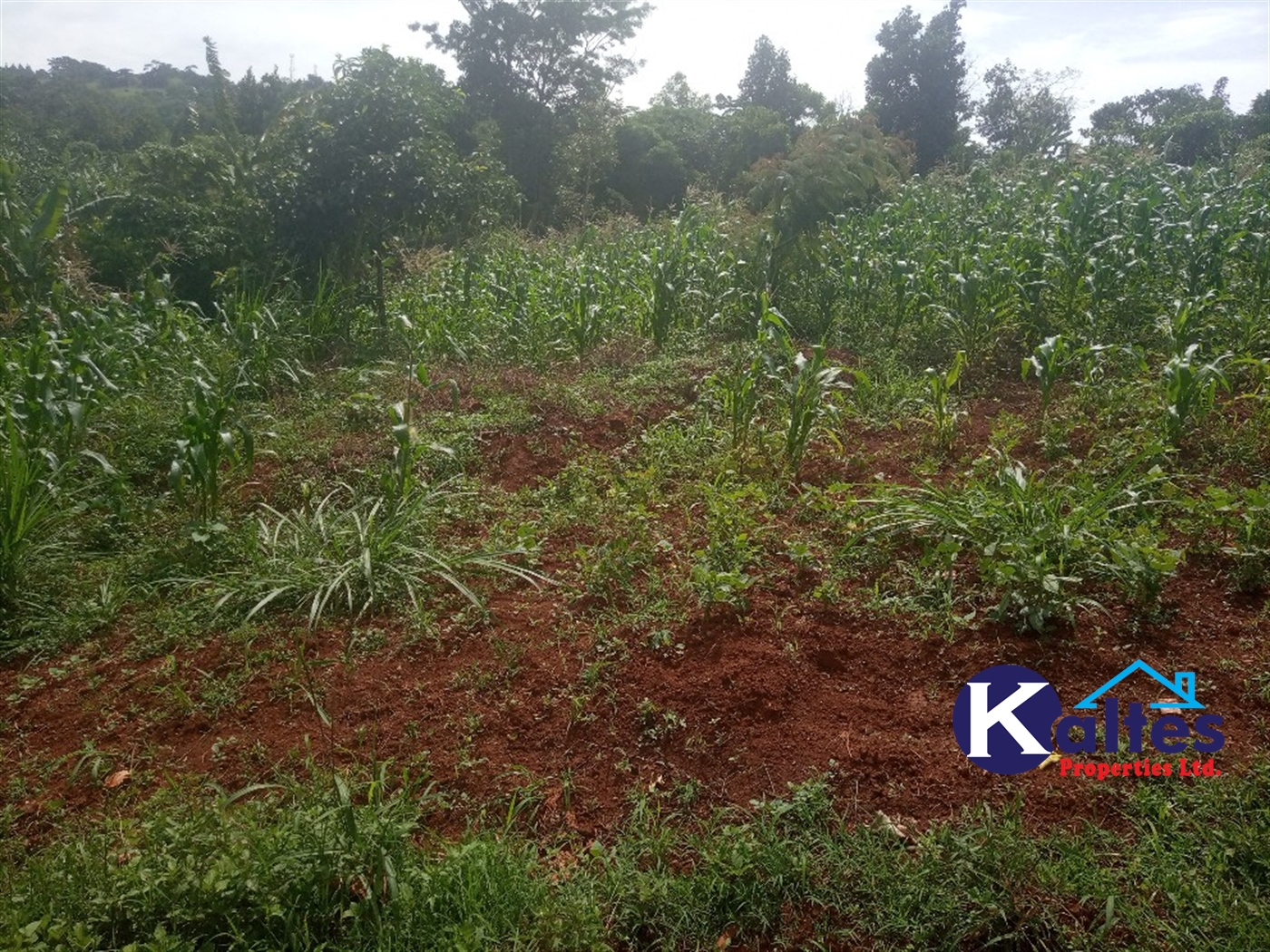 Agricultural Land for sale in Kisoga Mukono