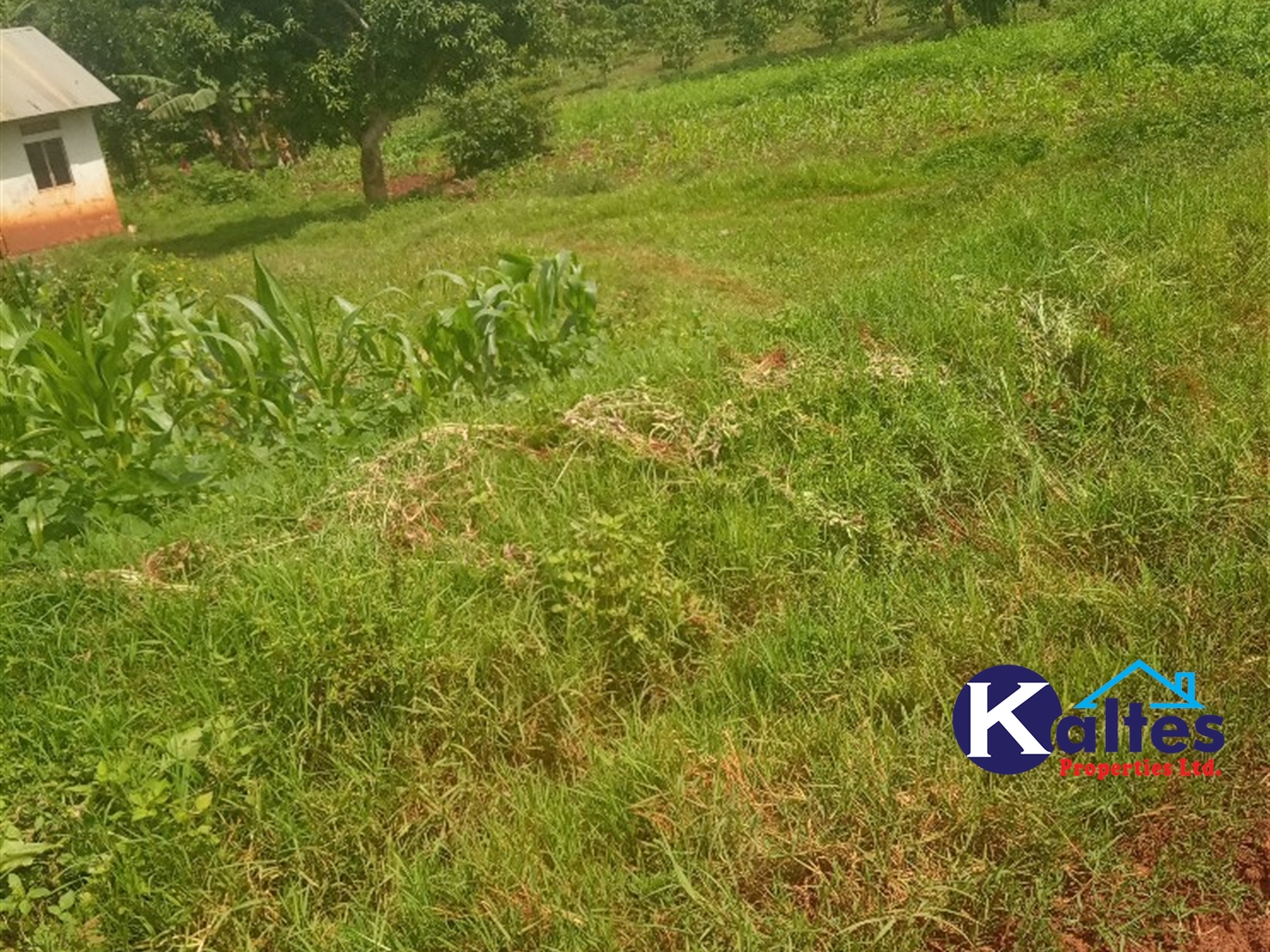 Agricultural Land for sale in Kisoga Mukono