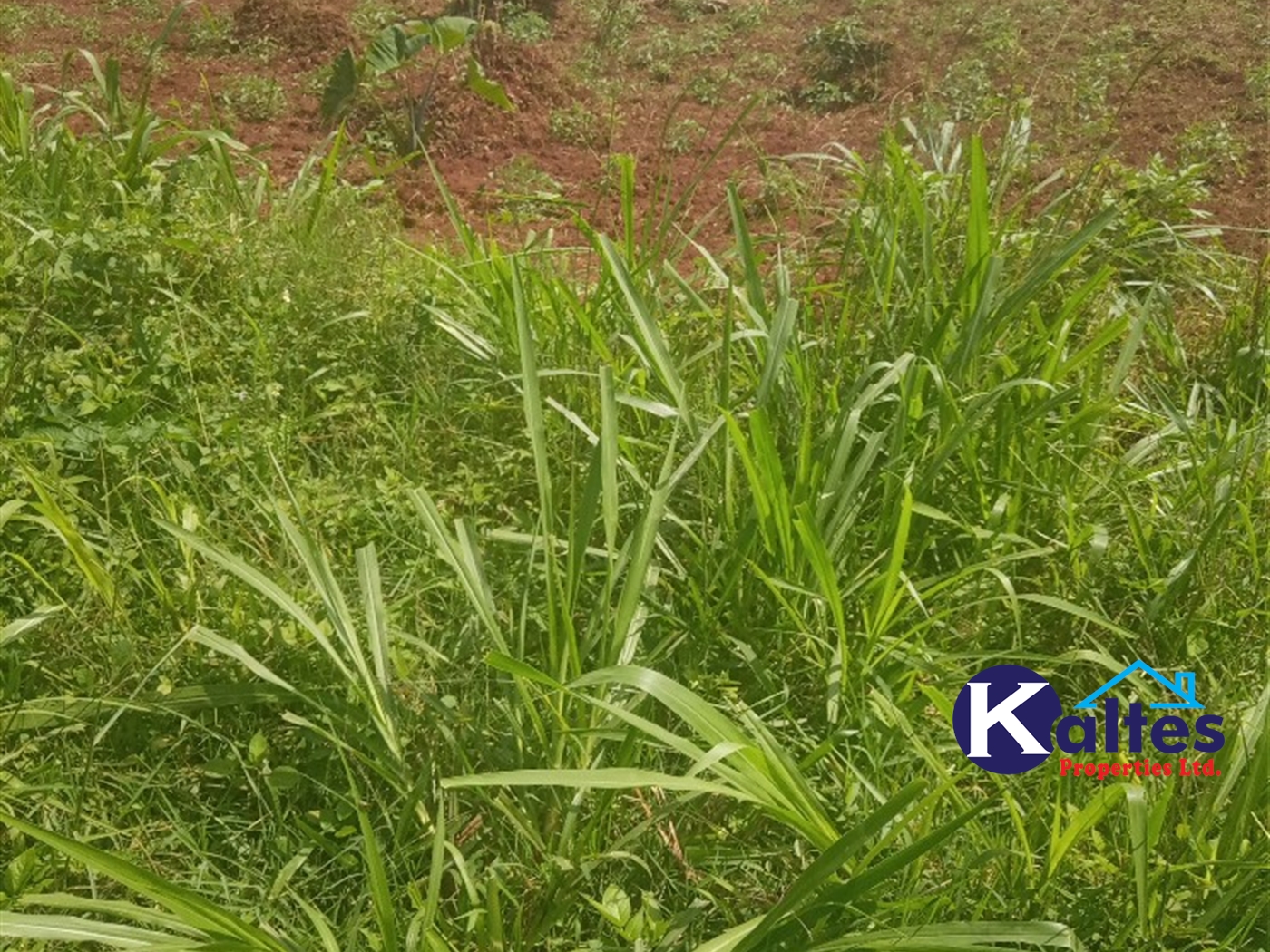 Agricultural Land for sale in Kisoga Mukono