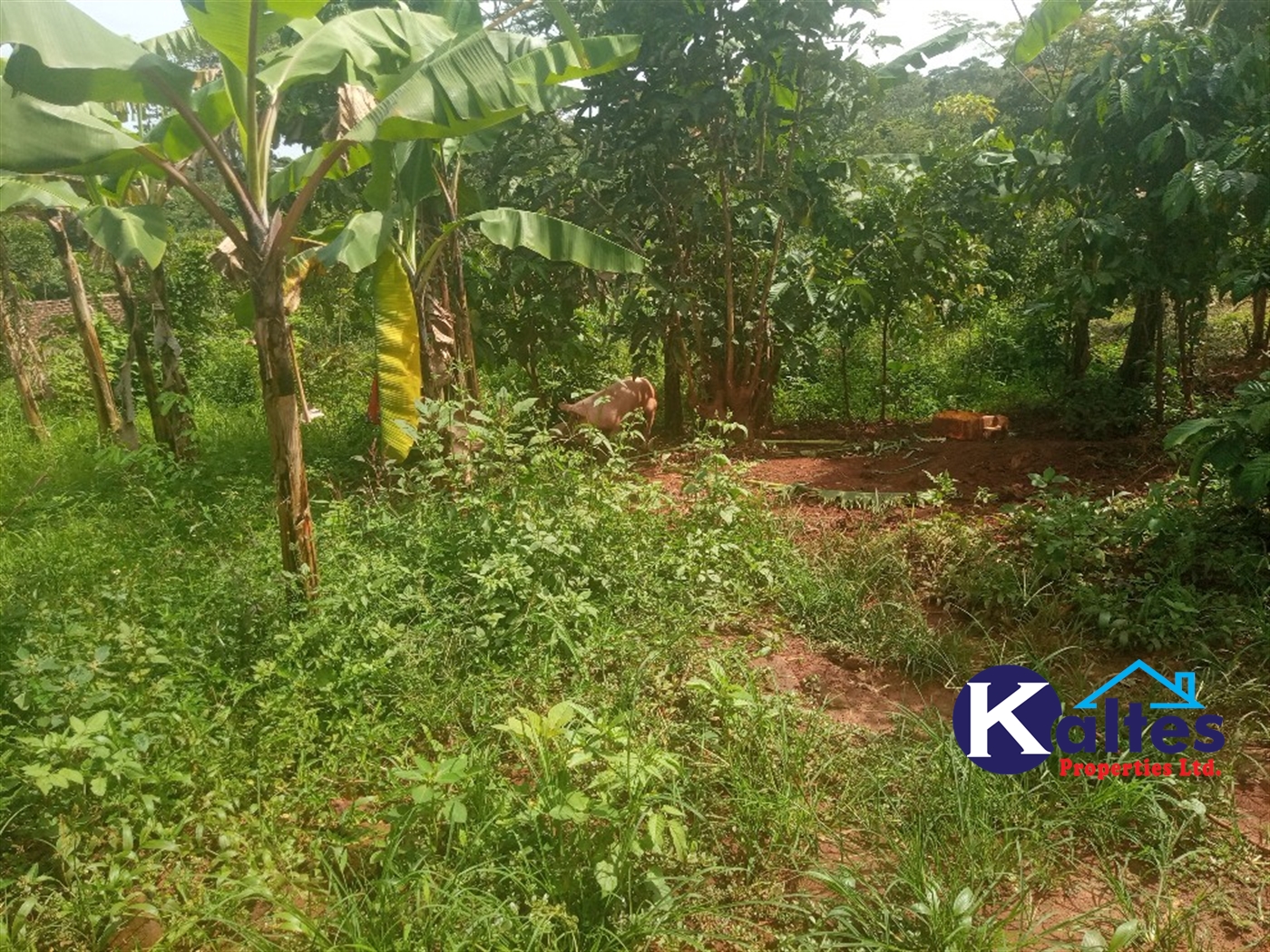 Agricultural Land for sale in Buwooya Buyikwe