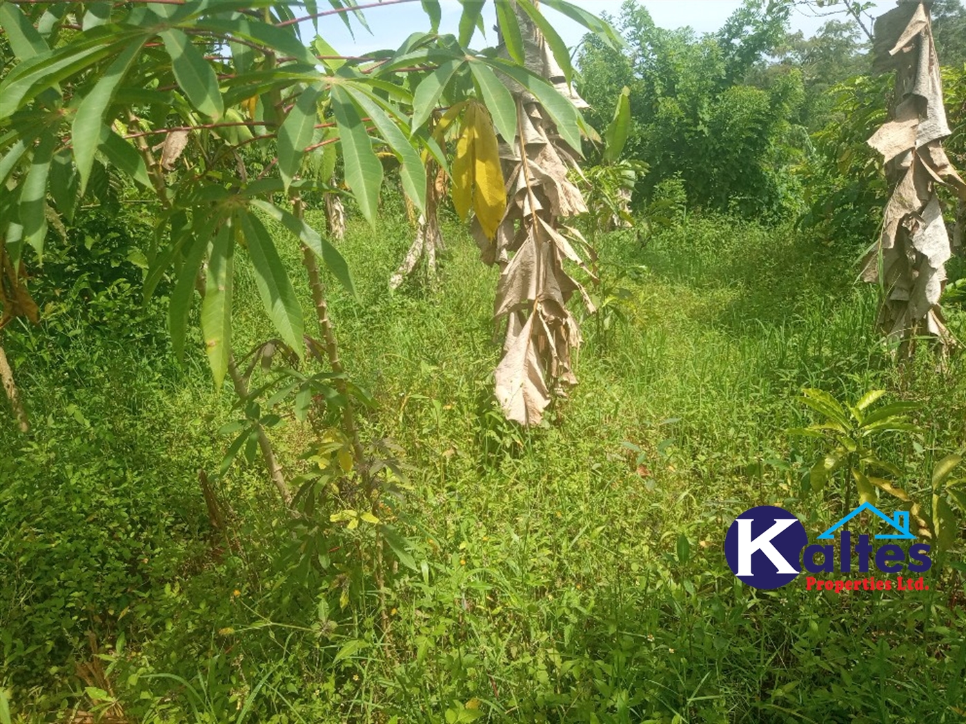 Agricultural Land for sale in Buwooya Buyikwe