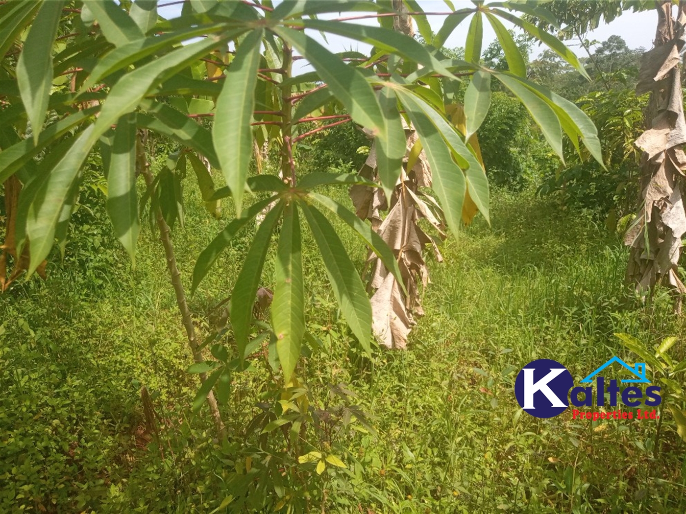 Agricultural Land for sale in Buwooya Buyikwe