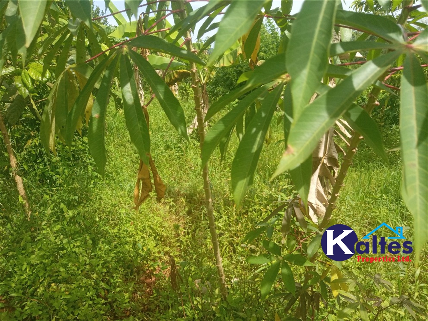 Agricultural Land for sale in Buwooya Buyikwe