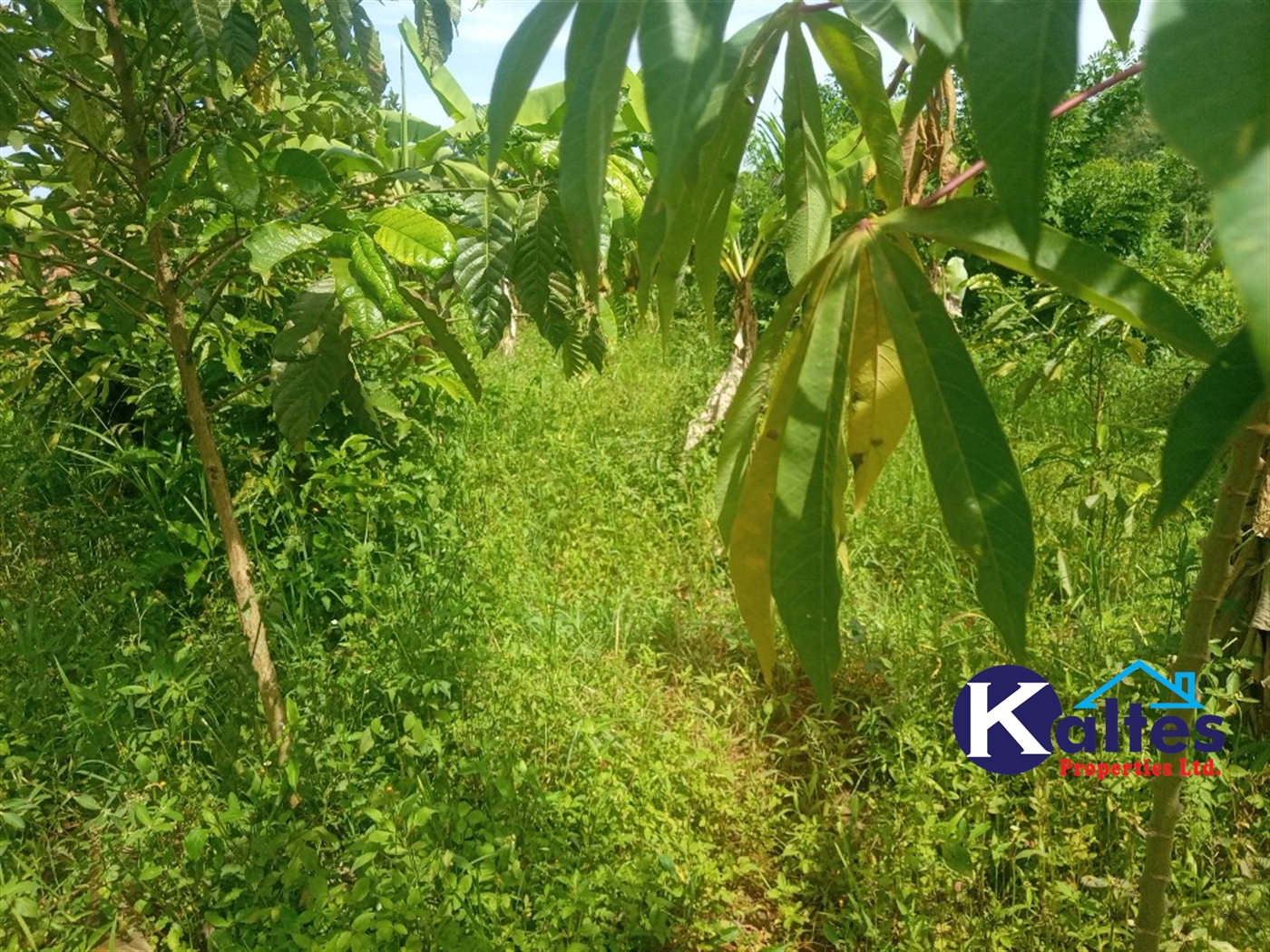 Agricultural Land for sale in Buwooya Buyikwe