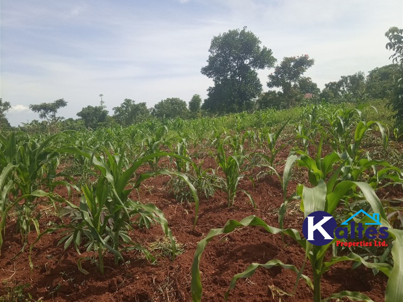 Agricultural Land for sale in Buwooya Buyikwe