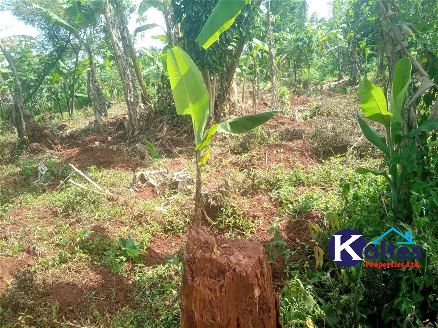 Agricultural Land for sale in Buwooya Buyikwe