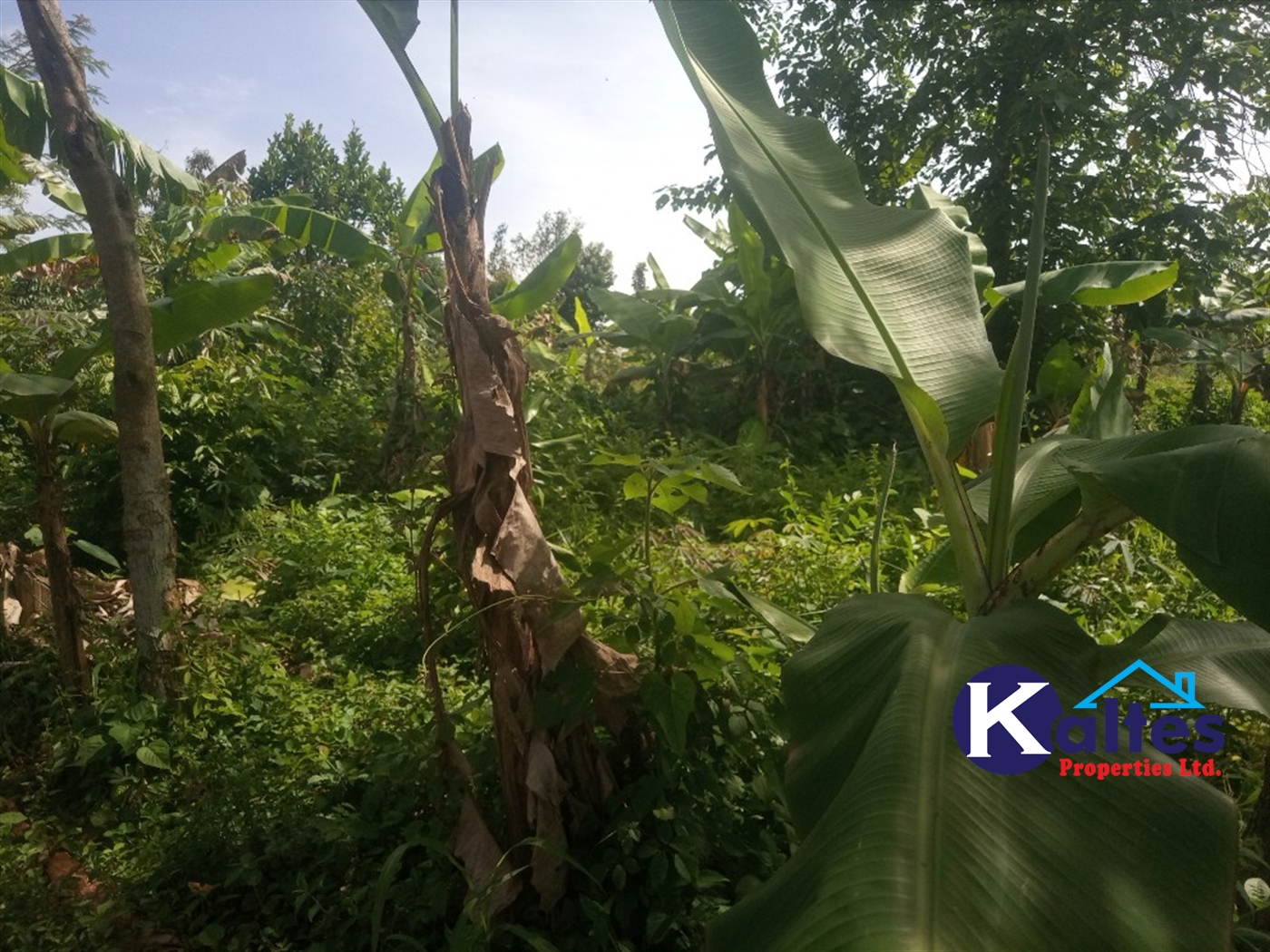 Agricultural Land for sale in Buwooya Buyikwe